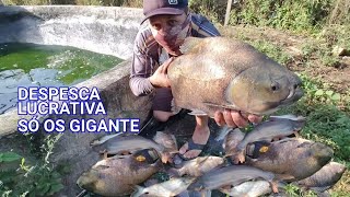 DESPESCA LUCRATIVA SÓ PEIXE GIGANTE É DINHEIRO CERTO 💰💵