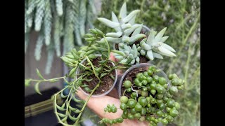 Propagating trailing succulents to use as spillers in spring container arrangements