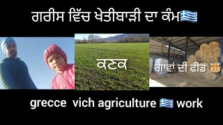 ਗਰੀਸ ਵਿੱਚ ਕਣਕ ਦੀ ਖੇਤੀ 🇬🇷 Greece country Farming Vlog 🤗 🔥 Cow Daily Feed 😊