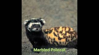 Marbled Polecat hunt p3 #hunting #animals #polecat