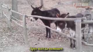 РУССКИЕ ПРИКОЛЫ 2017 ЭТО РОССИЯ, ДЕТКА! Смешные Подборки Видео Приколов    Выпус