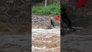 Omg! Poor dog 🐕 Save the dog stuck in the flood