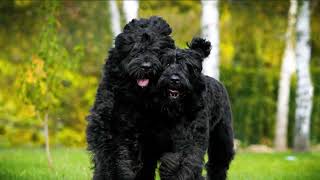 Black Russian Terrier Pictures