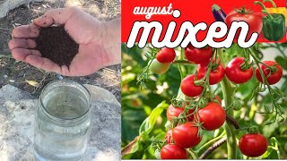 Achten Sie Darauf, Diesen Mix İm August Zu Geben II garten tomaten paprika aubergine