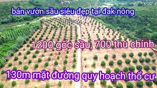 Đất đak nông, vườn sầu riêng cực đẹp, 1200 cây sầu thái, 700 cây thu chính. 0987326906