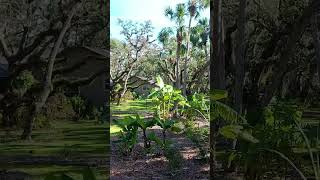 Having an Oak Understory Food-Forest comes with a lot of debris cleanup (Post-Hurricane)