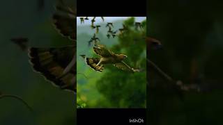 birds#nature #youtubeshortsvideos #subscribe #support #