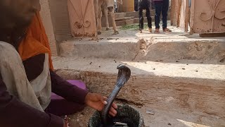 Snake Video, #cobra #blacksnake #snakevideo #snakebite