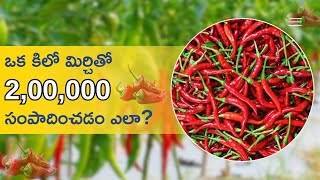 "Earn ₹2,00,000 from Just 1 Kg of Chilies! Discover Proven Farming Secrets" @JaiHoKisan