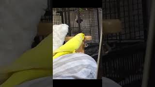 A PARROT RING THE BELL / SO AMAZING INDIAN RINGNECK TALKING PARROT / LIVING WITH BIRDS # SHORTS