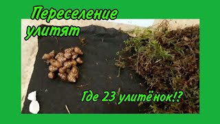 Переселение улитят❤ Им почти 2 месяца😍