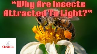 Do Insects Have Brains