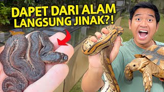 ADA YANG NEMUIN INI DARI ALAM TAPI LANGSUNG JINAK?! TURTLE DAY DI NARA PARK SERU BANGET!