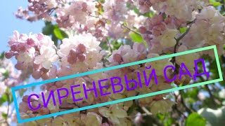 Сиреневый сад.