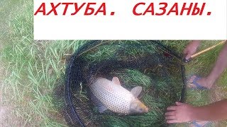 Ловля Дикого Сазана на Ахтубе.