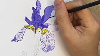 How to draw Iris flower with gouache color