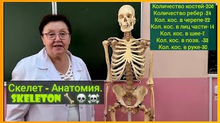 Скелет человека - Анатомия.Skeleton 🦴💀☠