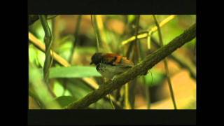 Bicolored and Spotted Antbirds