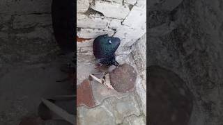 Pouter Pair pigeon||#foryou #foryouvideo #viral #viralvideo #trending #youtubeshorts #reels #ytstudi