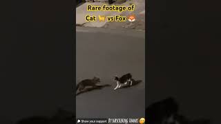 Fox vs Cat