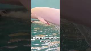 ANIMALES MÁS RAROS del MUNDO Parte 3