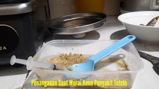 Penanganan Murai Kena Penyakit Tetelo