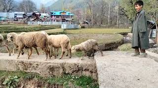 Kupwara Village | A beautiful village of Kashmir