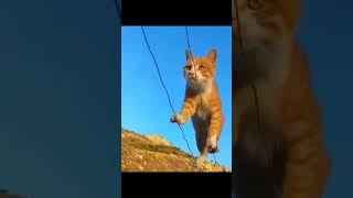 Cats working out to the rocky sound track #kittens #cats #catsoftiktok