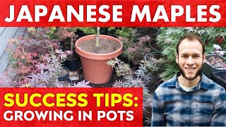 How to Grow Healthy Japanese Maple Trees in Pots | Long Term Success