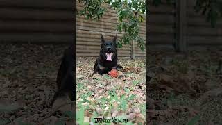 Puppy shepherd dog. Щенок немецкой овчарки. #dog #puppy #puppydog #puppyvideos #shepherd #gsdpuppy