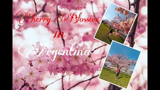 Cherry Blossom | Argentina