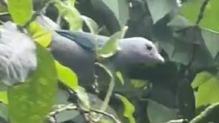 Qué buscará??😘🌾🐦🤩