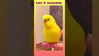 Budgie sounds happy 😊 #birds #viral #parakeet #parrot #shorts