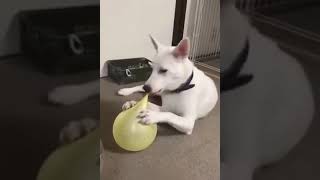 :Funniest Cats and Dogs Funny Animal Videos #