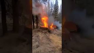 Пожар внутри дерева      #fire #firefighter #news #новости #лес