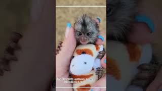 World's smallest monkey saying something ❤️