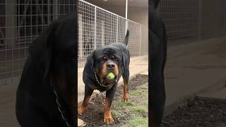 Very Huge Rottweiler Huge Rottweiler comes out of kennel #rottweiler #shorts #dog