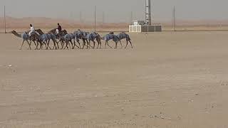 Camels in desert