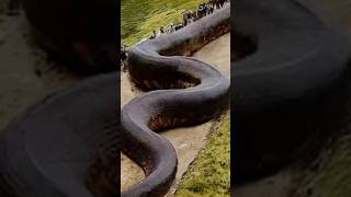 Big snake in rice field#shorts #viral #snake #bigsnake #ular