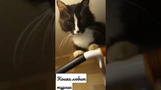 кошка #топ #рекомендации #юмор #кошки #приколы #животные #ржака