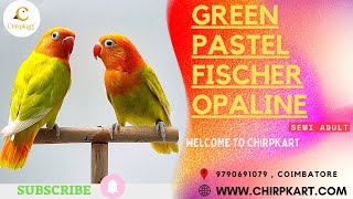 GREEN PASTEL FISCHER OPALINE PAIR || AFRICAN LOVE BIRDS || LOVE BIRDS || SEMIADULT || CHIRPKART@CBE