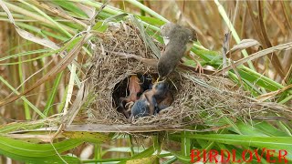 Impressive of mother , mother sparrow feed and care her babies in her home