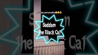 Saddam the Black Cat #funny #funnycat #blackcat