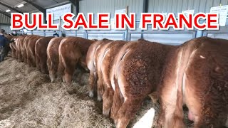 BULL SALE IN RURAL FRANCE