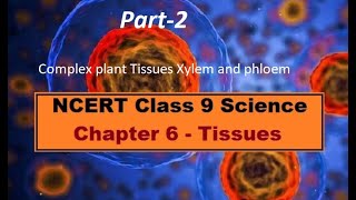 Grade 9 Tissues part 2 Complex planttissues#PlantComplextissues#Class9NCERT#Planttissues#Xylemphloem