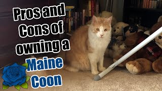 Pro and Cons of Owning a Maine Coon Cat