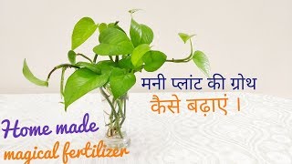 Money plant |Secret tips to grow plant faster | Magical fertilizer for money plant|