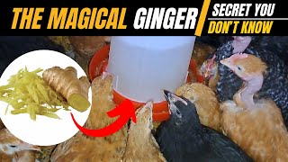 Giving chicken ginger in water as organic growth supplement and organic antibiotics for chicken