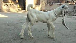 mangal khan Bugti ki gulabi goats