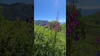 Flora at Hatcher Pass, Alaska